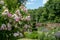 Pink roses at Eastcote House Gardens, historic walled garden in Eastcote, Pinner, UKgdon, UK