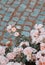 Pink Roses  Flower aesthetic wallpaper. Summer time, bloom concept