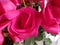 pink roses flower in arrangement floral for gift of love