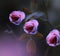 Pink roses flower color graded art with dark moody background shot amid nature