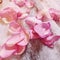 Pink roses flower pedals lying on the ground