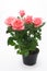 Pink roses in flowerpot