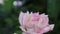 Pink roses flowers in natural light