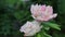 Pink roses flowers in natural light