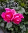 Pink roses, flowers for Valentine`s Day, a gift, a bouquet of red roses on March 8, a female dream, spring flowers in the