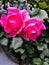 Pink roses, flowers for Valentine`s Day, a gift, a bouquet of red roses on March 8, a female dream, spring flowers in the