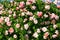 Pink roses in garden