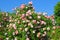 Pink roses in garden