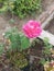 pink roses in the garden behind the house