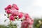 Pink roses in the garden. Blooming climbing roses on the bush. Flowers growing in the garden. Selective focus