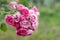 Pink roses in the garden. Blooming climbing roses on the bush. Flowers growing in the garden. Selective focus with