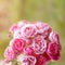 Pink roses in the garden. Blooming climbing roses on the bush. Flowers growing in the garden. Selective focus with