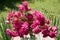 Pink roses in the garden, little posy in a vase