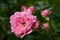 Pink roses on a green bush in garden