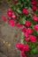 Pink roses grow in the summer garden closeup