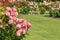 Pink roses growing in rose garden with copy space on right