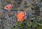 Pink roses in hoarfrost on bush in late autumn