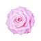 Pink roses holiday gifts and other Day romantic isolated white background.