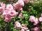 Pink roses inside a garden