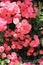 pink roses in Japan