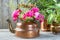 Pink roses in old copper brass kettle and green plants