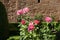 Pink Roses by Old Stone Wall