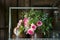 Pink roses on a old wooden cabinet