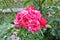Pink Roses Rose Home Gardening Planting Stock Photo