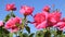 Pink roses on sky background