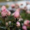 Pink Roses with a Soft Bokeh Background, Photographed in Finland