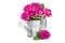 Pink roses in a watering can