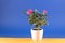 Pink roses in white flowerpot, blue background, copy-space