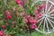 Pink Roses with White Wagon Wheel