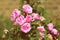 Pink roses wither from the heat in the garden on a hot summer day. Retro style toned