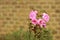 Pink roses wither from the heat in the garden on a hot summer day. Retro style toned