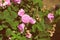 Pink roses wither from the heat in the garden on a hot summer day. Retro style toned