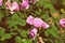 Pink roses wither from the heat in the garden on a hot summer day. Retro style toned