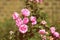 Pink roses wither from the heat in the garden on a hot summer day. Retro style toned