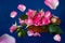 Pink roses in a wooden box on a blue background. Flying rose petals