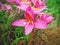 Pink rosy rain lily