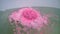 Pink round bath bomb dissolves in water. In the frame edge of the white bath