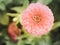 Pink round flower close-up, natural texture and rhythm green nature background