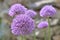 pink round flower of ornamental garlic