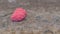 Pink and round Pomacea canaliculata snail egg attached on the ground.