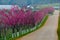 Pink route derived from the beautiful of Sakura, Cherry Blossoms in doi angkhang mountain Royal Agricultural Station Angkhang,