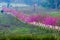 Pink route derived from the beautiful of Sakura, Cherry Blossoms in doi angkhang mountain Royal Agricultural Station Angkhang,