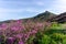 Pink royal azalea flower or cheoljjuk in Korea language bloom ar