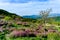 Pink royal azalea flower or cheoljjuk in Korea language bloom around the hillside in Hwangmaesan Country Park