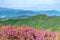 Pink royal azalea flowers or cheoljjuk in Korea language bloom around the hillside in Hwangmaesan Country Park