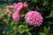 Pink rubiaceae among green leaves